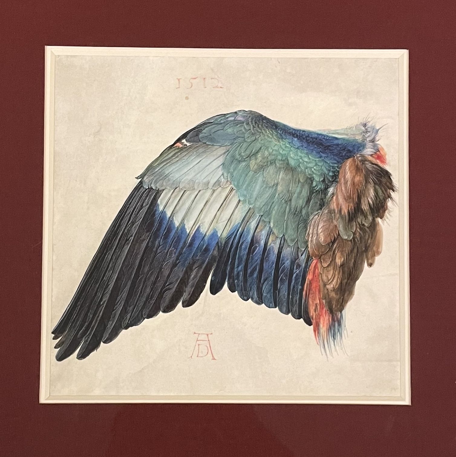 Dürer, wing study