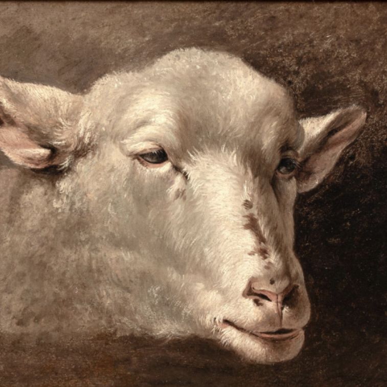 D'après Rosa Bonheur, étude d'agneau, huile sur toile